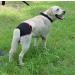 Buy Oyccen 2pcs Reusable Dog Diapers for Female Dogs | Protective Pants & Sanitary Underwear | Eco-friendly Pet Products - Buy Online on GoSupps.com
