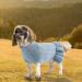 Alagirls Dog Sweater Dress - Warm Turtleneck Pet Outfits for Dogs & Cats in Cold Weather | Autumn Winter Collection - Buy Online on GoSupps.com