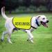 Protective Dog Jacket Vest Stay Back Protective Dog Vest Dog Walking Slogan Warning Vest (Protective Dog-Medium) - Buy Online on GoSupps.com