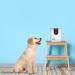 LUSIMPO 2023 Summer Pet Camera with Treat Dispenser | 1080P HD Video, 2-Way Audio, Night Vision | Smart WiFi for Dogs/Cats | Free App, No Monthly Fee | White - Buy Online on GoSupps.com