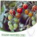 BCOATH 2 Sets Heart Shaped Tomato Mold Tomatoes Fruit Accessory Convenient Fruits Plastic Shaping Abrasives - Buy Online on GoSupps.com