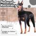 HJYOKUSO Recovery Suit for Dogs - XXL Black Surgery & Hind Leg Protection | Leak Cuff & Licking Prevention - Buy Online on GoSupps.com