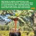 Antonio's Raw Certified Organic Oak Honey - Antibacterial Mountain Honey - Unpasteurised - Single Origin - 500g Pack - The Raw Honey Shop - Buy Online on GoSupps.com