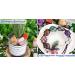 Amethyst Crystal Stones 100g - Natural Irregular Polished Gemstones for Reiki Energy, Vase Filler & Decor - Buy Online on GoSupps.com