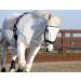 Hunters Saddlery Ultimate Horse Lunging Training Aid System - Black 03 Cob/Horse Size - Buy Online on GoSupps.com