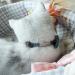 Tagme Cat Collar with Names & Phone Number - Safety Closure & Bell - Haunted Blue - 1 Pack - Buy Online on GoSupps.com
