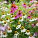 Echinacea Mixed Seeds - High-Quality Echinacea Seeds for International Shipping | Grow Your Own Echinacea - Buy Online on GoSupps.com