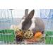 LLGLEU 2 Pcs Grass Mat for Rabbit with 4 Play Balls Pine Cone Carrot Bunny Chew Toy Natural Woven Bed Mat Molar Teeth Set for Guinea Pig Chinchilla Squirrel Hamster and Small Animal (Typ1) - Buy Online on GoSupps.com