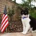 Patriotic Cat Collar with American Flag Charm - Small Dog and Puppy Collars - Buy Online on GoSupps.com