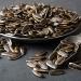 Malatya Salty Black Sunflower Seeds 250 gram x 5 Pieces - Buy Online on GoSupps.com