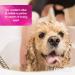 Pretty PoOch Gentle Touch Shampoo & Conditioner for Dogs | Non-Itchy Deep Cleaning for Sensitive Skin | 4L Baby Powder Fragrance - Buy Online on GoSupps.com