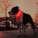 Masbrill Luminous Dog Collar - Waterproof LED Adjustable Safety Band with 3 Flashing Lights for Small Medium & Large Dogs (38-50cm/15-19.7inch) - Red - Buy Online on GoSupps.com