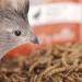 WachtelGold BirdGold Mealworms 150g - High Protein & Fat Treats for Small Animals & Birds - Buy Online on GoSupps.com