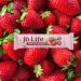 Organic Strawberry Protein Bars - 12 Pack - Buy Online on GoSupps.com
