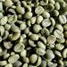 Kenya AA Nyeri Pearless Estate Green Coffee Beans - 3 lbs - Specialty Arabica - Fair Trade - Women Produced - Fresh Crop - Buy Online on GoSupps.com