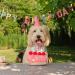 CHEWFFON Dog Birthday Cake Puzzle Toy for Mental Stimulation - Strawberry Cake Flavor - Buy Online on GoSupps.com