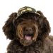 PupLid Baseball Caps for Dogs - Premium Stylish Sun Protection for The Modern Dog (Medium, Camo) Medium Camo
