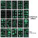 Green Luminous Glow in the Dark Stars Tattoo Stickers - Music Bar Party Temporary Tattoos for Women Girls - Buy Online on GoSupps.com