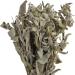 Wild Greek Sage Herbal Tea Whole Bunch Premium Quality 220g - 1.95Kg Salvia Triloba (950 grams) - Buy Online on GoSupps.com