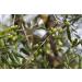 Colavita Extra Virgin Olive Oil - 34 Fl Oz (1 Pack) - Buy Online on GoSupps.com