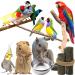 Stainless Steel Bird Feeding Dish Cups - Set of 3 | Bird Feeder for Parrot, Cockatiel, Conure, Budgies | Pet Cage Water and Food Bowls with Clamp - Buy Online on GoSupps.com