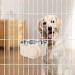 Stainless Steel Pet Crate Bowls - Removable Hanging Food and Water Bowls for Dogs, Cats, and Small Animals (Grey A) - Buy Online on GoSupps.com
