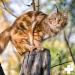 Reavet Maine Coon Complex Premium Supplement for Large Cats | Specialized Maine Coon Food for Optimal Health - Buy Online on GoSupps.com