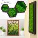 AMEICE Green Reindeer Moss: Natural Preserved Decor for Gardens, Terrariums & Crafts - Buy Online on GoSupps.com