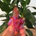 Specimen Healed Rose Flame Aura Quartz Crystal Cluster Specimen 40-50 As a Gift ERTEYIN 40-50g - Buy Online on GoSupps.com