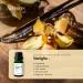 Huile Essentielle De Vanille Bourbon 15ml AMYRON Naturelle Et Pure 100% Id ale Pour l'Aromath rapie Et Le Diffuseur d'Huiles Essentielles/Massages Aromatiques/Usage Alimentaire. - Buy Online on GoSupps.com