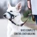 Goodboy Dog Halter with Seat Belt | Prevents Pulling | Padded for Small Medium & Large Dogs | Size 3 Blue & Black Nylon | Includes Training Instructions - Buy Online on GoSupps.com