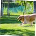 Happyyami 6 Rolls Pet Tapes - Self-Adhesive Colored Nonwoven Dog Care for Wounds & Decoration | Multi-Function Cat & Dog Supplies - Buy Online on GoSupps.com