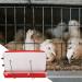 Balacoo 1pc Automatic Feeding Box Ladder Water Dispenser Poultry Automatic Food Feeder Quail Birds - Buy Online on GoSupps.com