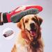 BPS Massage Gloves for Pets - Dog & Cat Hair Removal & Massage Tool - Buy Online on GoSupps.com