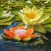 Osaladi 3-Piece LED Lotus Lantern - Artificial Flowing Flowers for Pool Pond & Garden Decoration - Buy Online on GoSupps.com