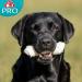 8in1 Pro Dental Bone for Medium Dogs - Healthy Chewing for Dental Care | 1 Pack - Buy Online on GoSupps.com