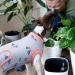 Recovery Suit for Dogs | Post-Op Wound Protection & Anti-Licking Suit | Blue Cactus Medium - Buy Online on GoSupps.com