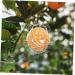 VINTORKY Shaped Growth Fruit for Shaping Reusable Forming Shaper Melon Ginseng Watermelon - Buy Online on GoSupps.com