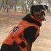 Oneigris No-Pull Dog Harness - Adjustable Aire Mesh Comfort Vest for Large/Medium Dogs | Ultra Breathable & Safe with 2 Handles - Size M (Neck: 40-58cm Breast: 60-81cm) - Orange - Buy Online on GoSupps.com