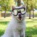 Dog Goggles for Medium and Large Dogs Dog Fashion Sunglasses Windproof Dustproof Snowproof Adjustable Pet Sunglasses for Outdoor Riding Driving Eyewear Protection (Black) - Buy Online on GoSupps.com