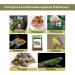 Dried Meal Worms 160g 1000ml Premium Quality Treat Birds Hedgehogs Turtles Reptiles Fish Rodents - Wild Animals Com - Buy Online on GoSupps.com
