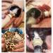 20 Pack Pet Nipples with Syringes for Newborn Kittens & Puppies | Ideal for Small Mammals - Baby Bottles for Pets - Buy Online on GoSupps.com