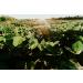 Buy Kamelur 2.5kg Organic Soybeans | EU Quality No Additives - Vegan & Non-GMO - Buy Online on GoSupps.com