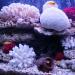 Buy Besimplle 2-Piece Artificial Coral Ornaments - Aquarium Resin Coral Decor & Underwater Sea Plants for Stunning Decor - Buy Online on GoSupps.com