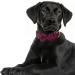 Shop Asvin Velvety Dog Collar with Removable Fly | Soft & Comfortable Multicolored Collar for Weddings & Parties - International Shipping - Buy Online on GoSupps.com