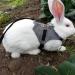 Wosume Rabbit Leash & Clothes - Cotton Accessories for Small Rabbits | International Shipping - Buy Online on GoSupps.com