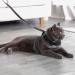 Escape Proof Mesh Cat Harness and Leash Set | Adjustable Walking Jacket for Kittens | Reflective Strips for Night Safety | Grey Medium - Buy Online on GoSupps.com