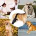 Dog Knee Brace | Dog ACL Knee Support Brace Rear Leg Stabilizer for Small Dogs Neoprene Hip Brace with Adjustable Traction Belt for Cruciate Ligament Injury Joint M right - Buy Online on GoSupps.com