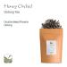 Honey Orchid Dancong Oolong Tea | Authentic Phoenix Dan Cong Tea from Fenghuang China - 50g Bio Oolong Tea - Buy Online on GoSupps.com