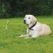 Dog Stake Metal Pet Stake Spiral Tie-Out Pet Supply Tether Dog Leash Anchor Stakes with Spiral Shape Suitable for Outdoor Yard and Camping Small Medium and Large Pets Stake-Out Spike Dog tie out - Buy Online on GoSupps.com